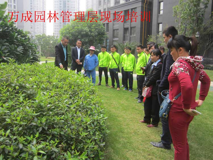 万成园林管理层现场培训